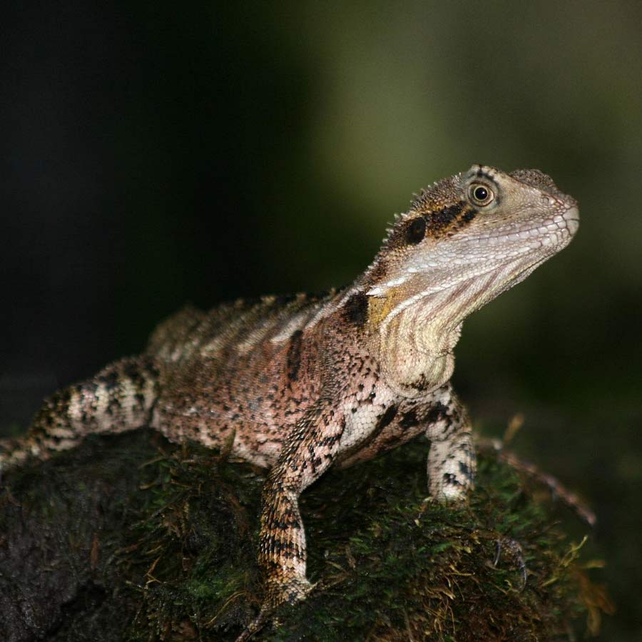 Australian Mountain Dragons are facing existential crisis as Climate is getting warm continuously dgtl