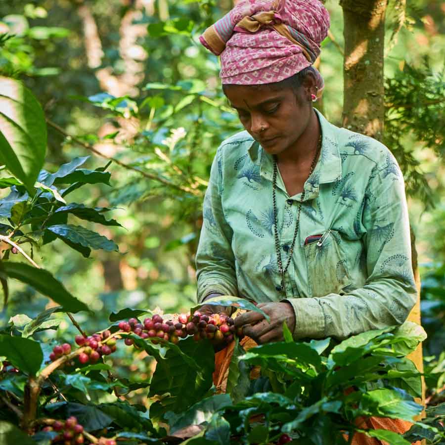 Visit 3 places in India to taste fresh coffee and watch coffee plantation dgtl