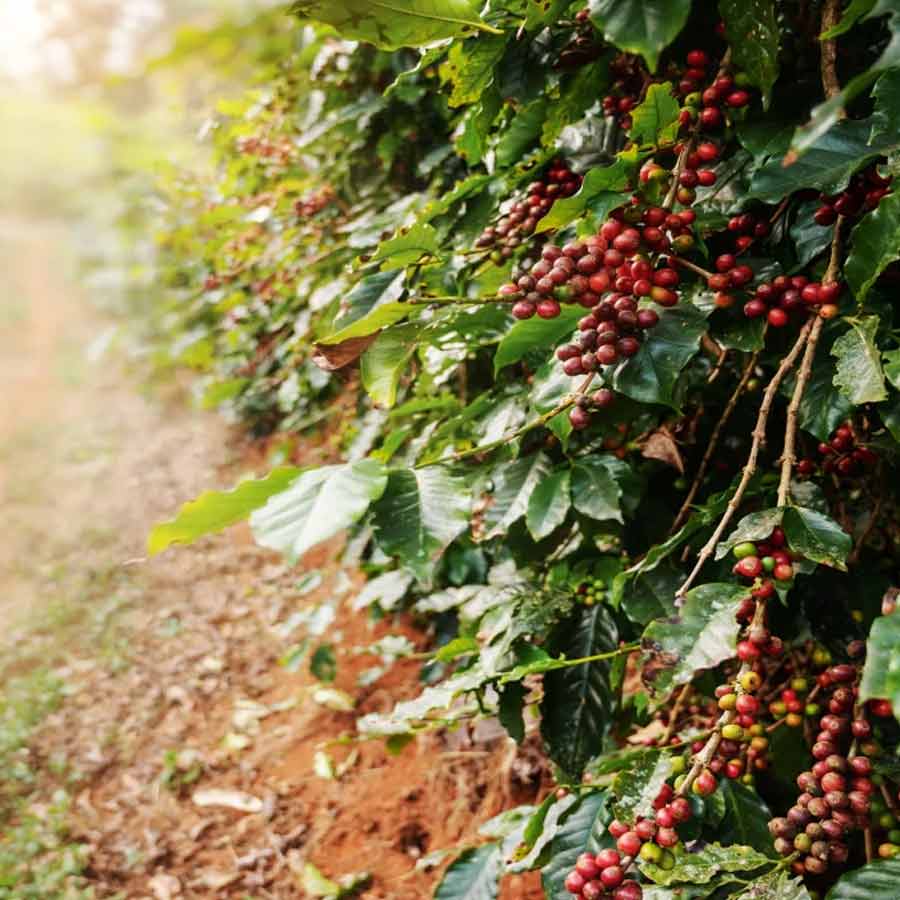 কফি গাছে ফল ধরেছে। 