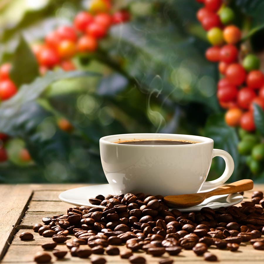 ধূমায়িত এক কাপ কফি যদি কফি বাগিচার নিজস্ব ক্যাফেতেই খাওয়া যায়?