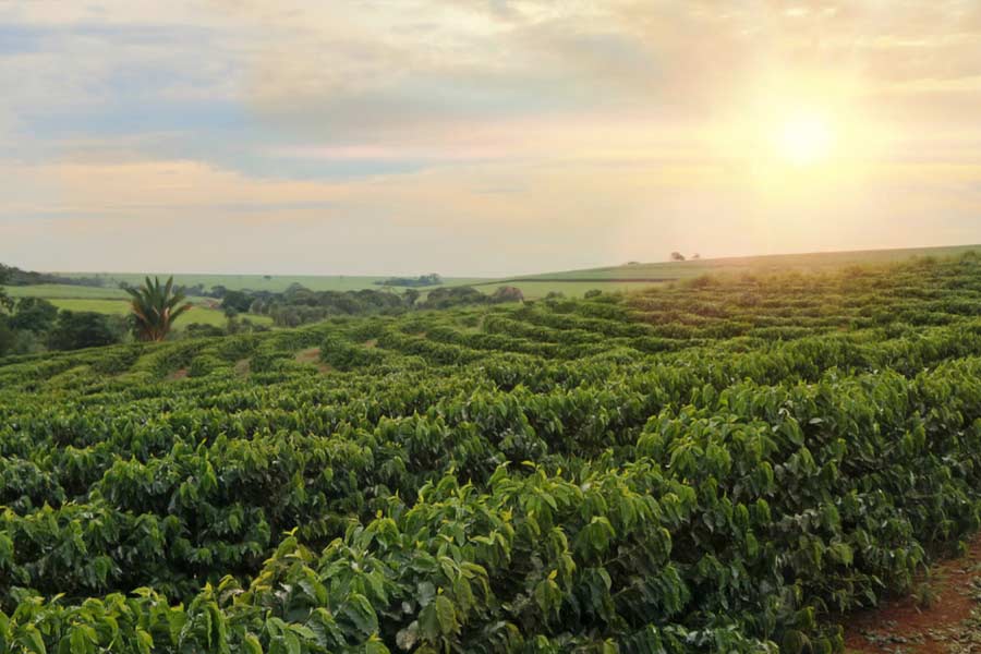 কুর্গের বিস্তীর্ণ এলাকা জুড়ে কফির চাষ হয়। এখানকার প্রাকৃতিক সৌন্দর্যও যে কোনও পর্যটন কেন্দ্রকে টেক্কা দিতে পারে।