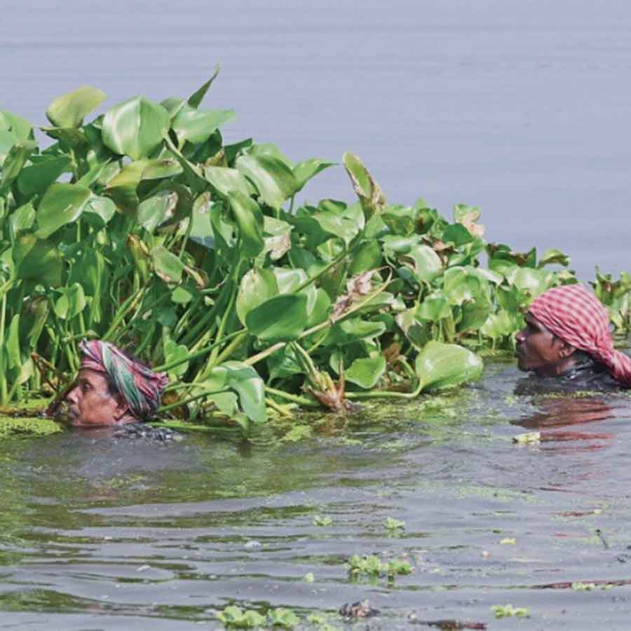 Irrigation workers are forced to work without protective gear