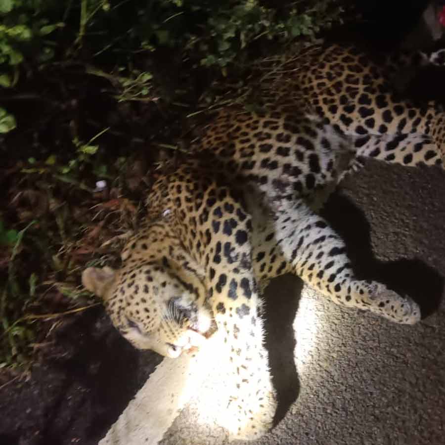 Body of adult leopard found in Bishnupur dgtld