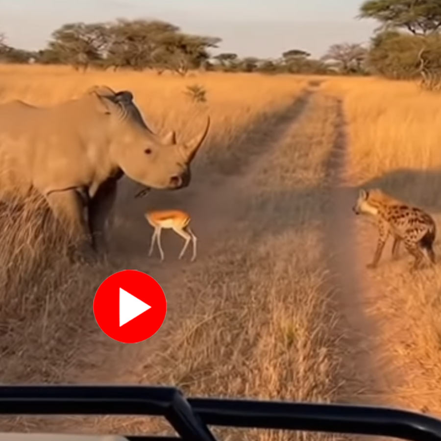 Video of rhinoceros saving baby deer from hyena goes viral dgtl