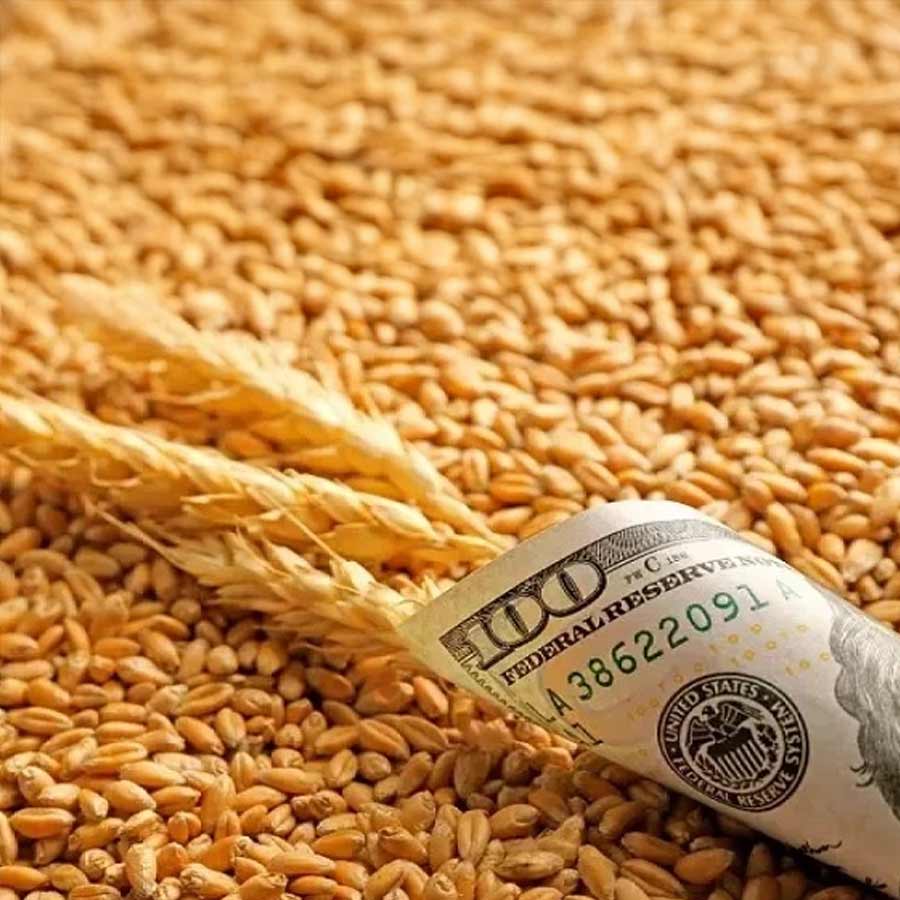 Turkey rejects 55 thousand tons of Indian wheat amid food crisis due to Russia Ukraine war, know its impact on New Delhi 