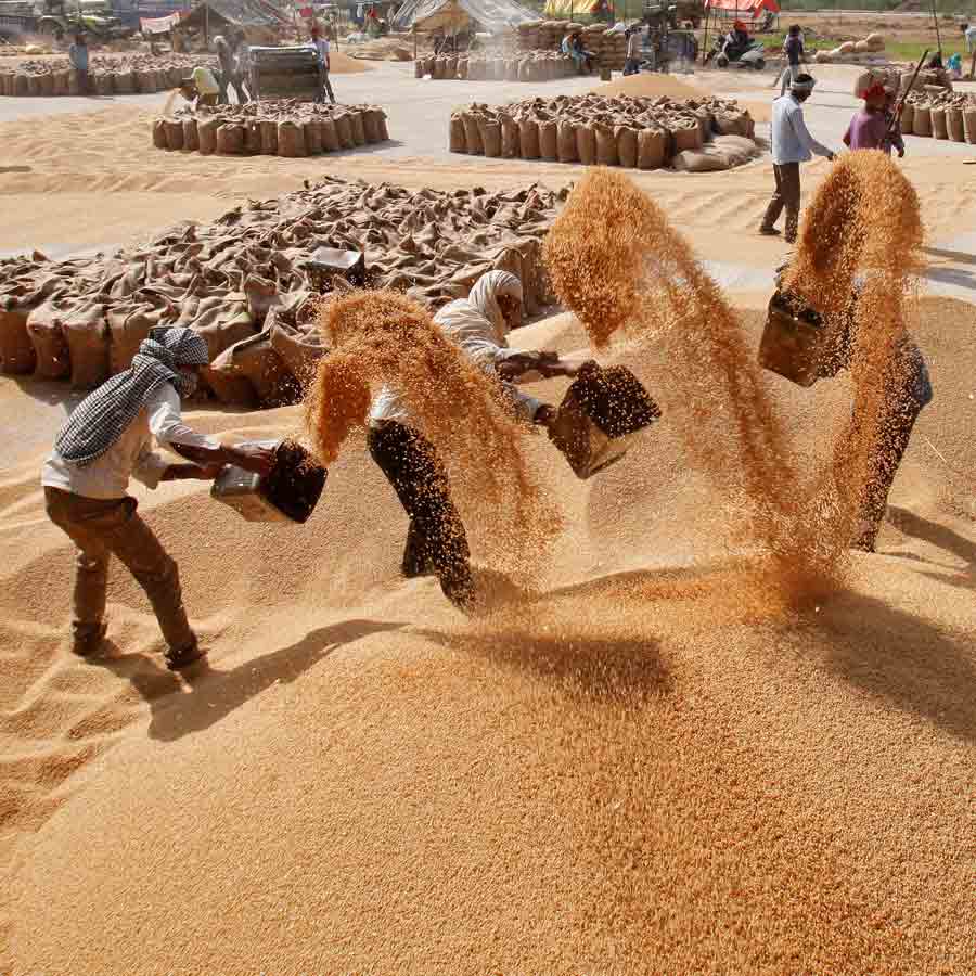 Turkey rejects 55 thousand tons of Indian wheat amid food crisis due to Russia Ukraine war, know its impact on New Delhi 