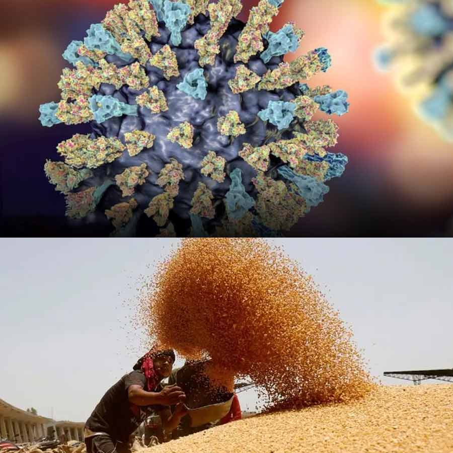 Turkey rejects 55 thousand tons of Indian wheat amid food crisis due to Russia Ukraine war, know its impact on New Delhi 