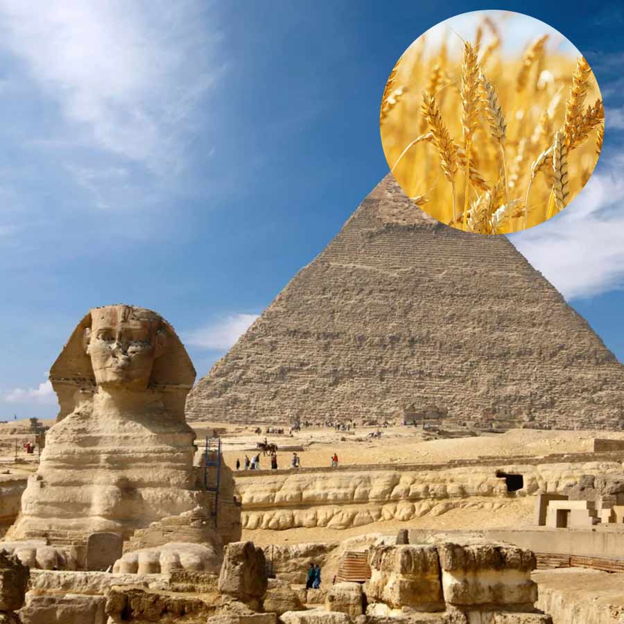 Turkey rejects 55 thousand tons of Indian wheat amid food crisis due to Russia Ukraine war, know its impact on New Delhi 