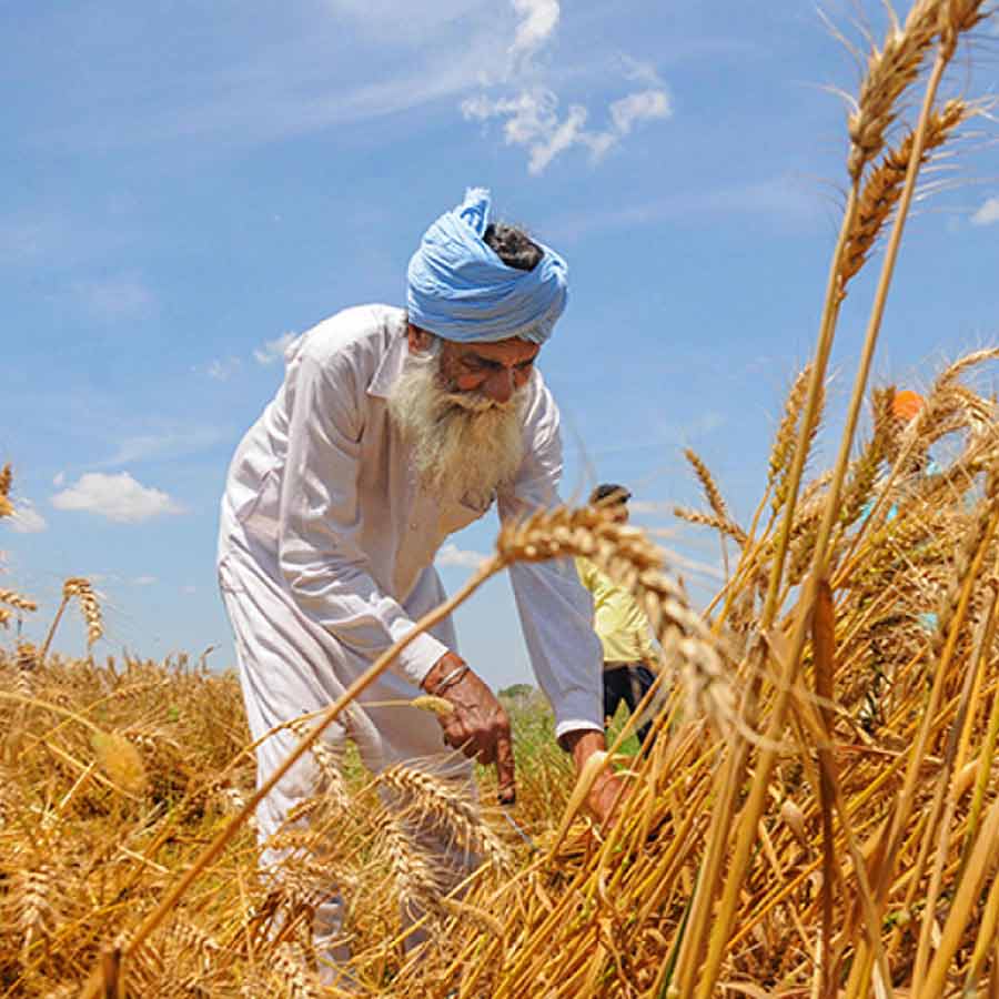 Turkey rejects 55 thousand tons of Indian wheat amid food crisis due to Russia Ukraine war, know its impact on New Delhi