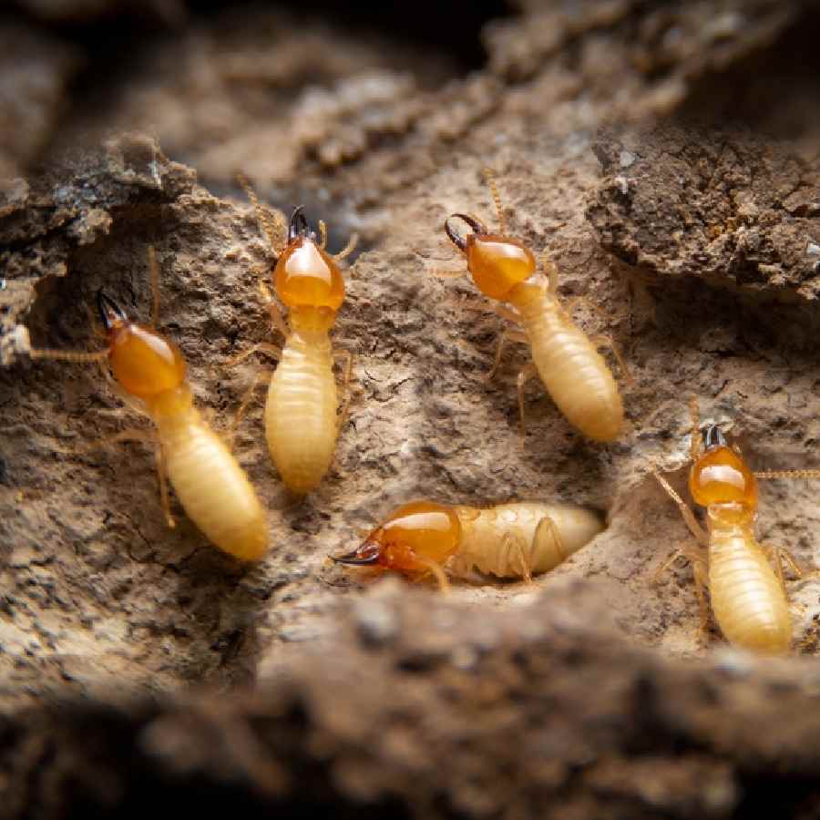 Get rid of termites with five simple home remedies dgtl