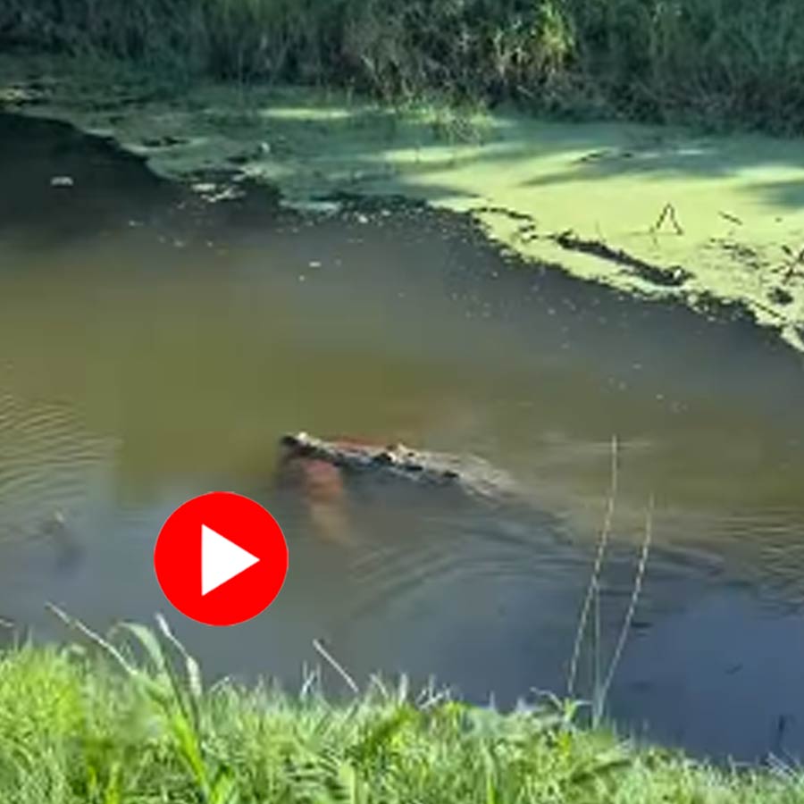 Video of 11 foot crocodile spotted with a dog inside its mouth in Florida goes viral dgtl