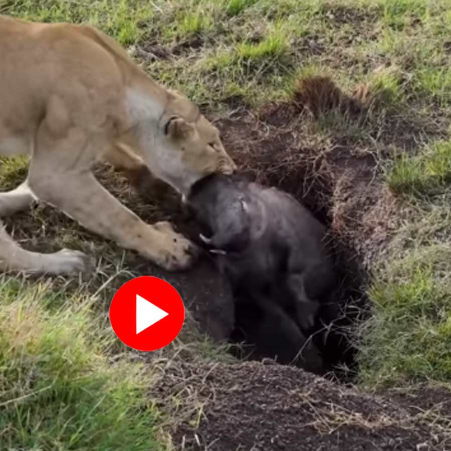 Video of lioness pulling warthog from its burrow goes viral dgtl