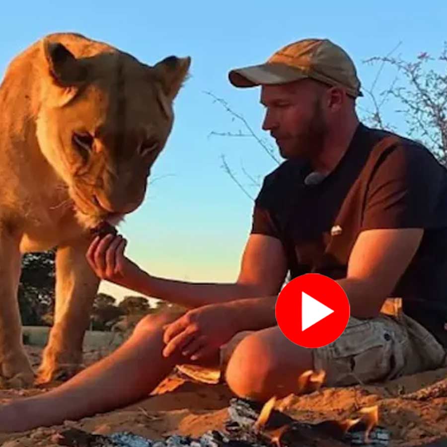 lioness sharing her hunt with a man who cooks the meat