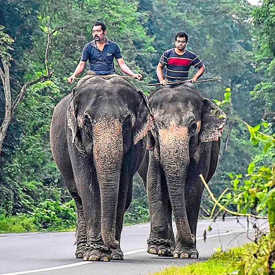 Elephant Safari  in Buxa may start soon