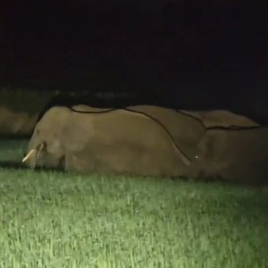 A herd of 25 elephants entered Bankura again, destroying crops in bigha after bigha of land in the rampage dgtld