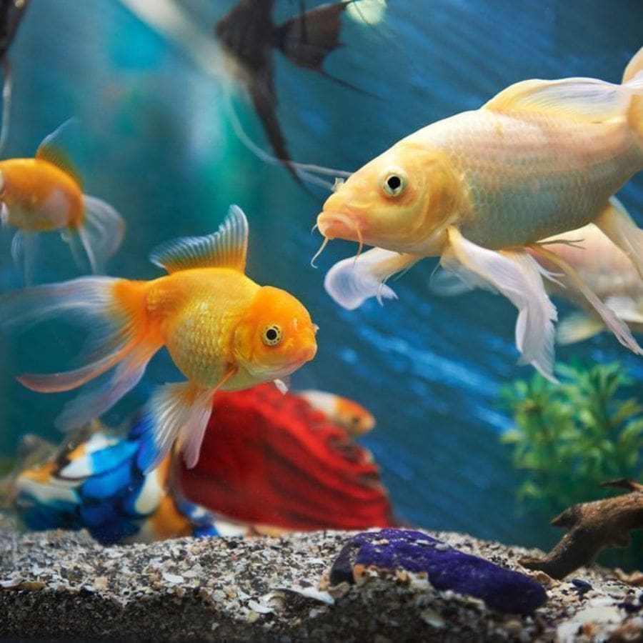 Keep Fish Tank in the Right Direction at Home for Prosperity and Good Luck on Puja Days dgtl
