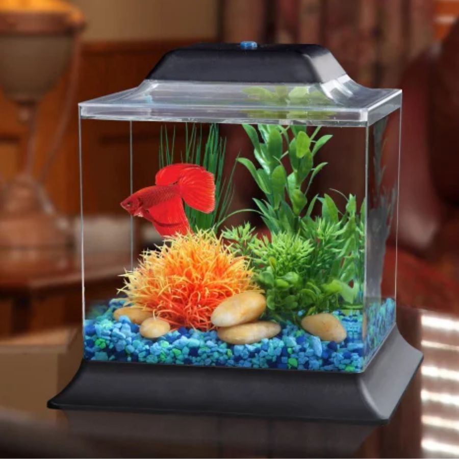 ৬। বাঙালি বাড়িতে পুজোর দিন নতুন জিনিস আনার রেওয়াজ আছে। সেই সময়ে অ্যাকোয়ারিয়াম আনলে শুভ হয় বলেই মনে করেন অনেকে।