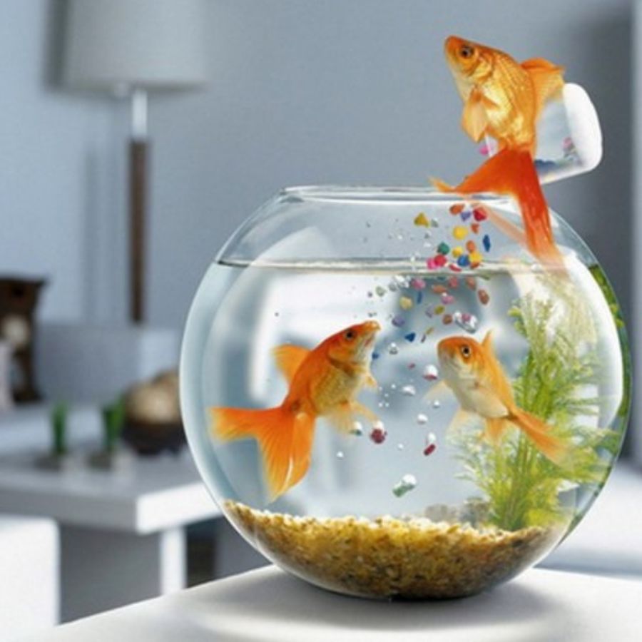 ৭। বাড়ির দক্ষিণ দিক অ্যাকোয়ারিয়ামের জন্য একেবারেই নয়। এতে পরিবারের সদস্যদের মধ্যে অশান্তি বাড়তে পারে।