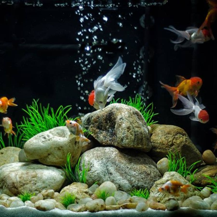 ৮। জলের পরিচ্ছন্নতা অত্যন্ত জরুরি। ময়লা বা ঘোলা জল সংসারে নেতিবাচক প্রভাব আনে বলে বাস্তু বিশেষজ্ঞদের পরামর্শ।