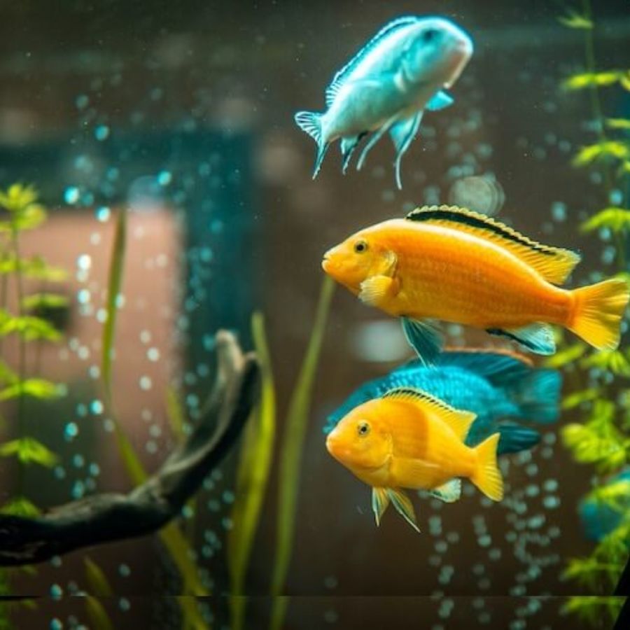 ১১। অ্যাকোয়ারিয়ামের চার পাশে সব সময়ে উজ্জ্বল আলো থাকা উচিত। ঘর অন্ধকার হলে এর ইতিবাচক প্রভাব কমে যায়।