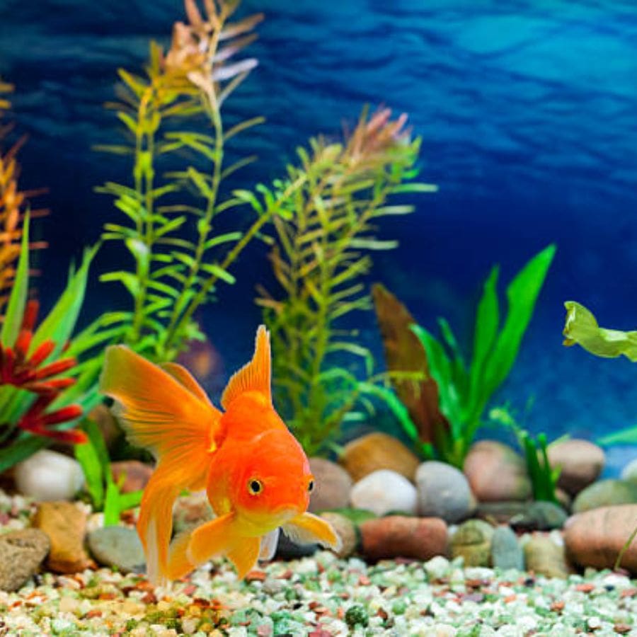 ১২। শারদীয়ার দিনগুলোতে অ্যাকোয়ারিয়াম শুধু ঘরসজ্জার অঙ্গ নয়, সংসারে মঙ্গল আবাহনের এক অদৃশ্য সঙ্গী হয়ে ওঠে। মাছেদের অনবরত ভেসে বেড়ানো যেন মনে করিয়ে দেয়— জীবনের গতি কখনও থেমে থাকে না। (এই প্রতিবেদনটি ‘আনন্দ উৎসব’ ফিচারের একটি অংশ)।