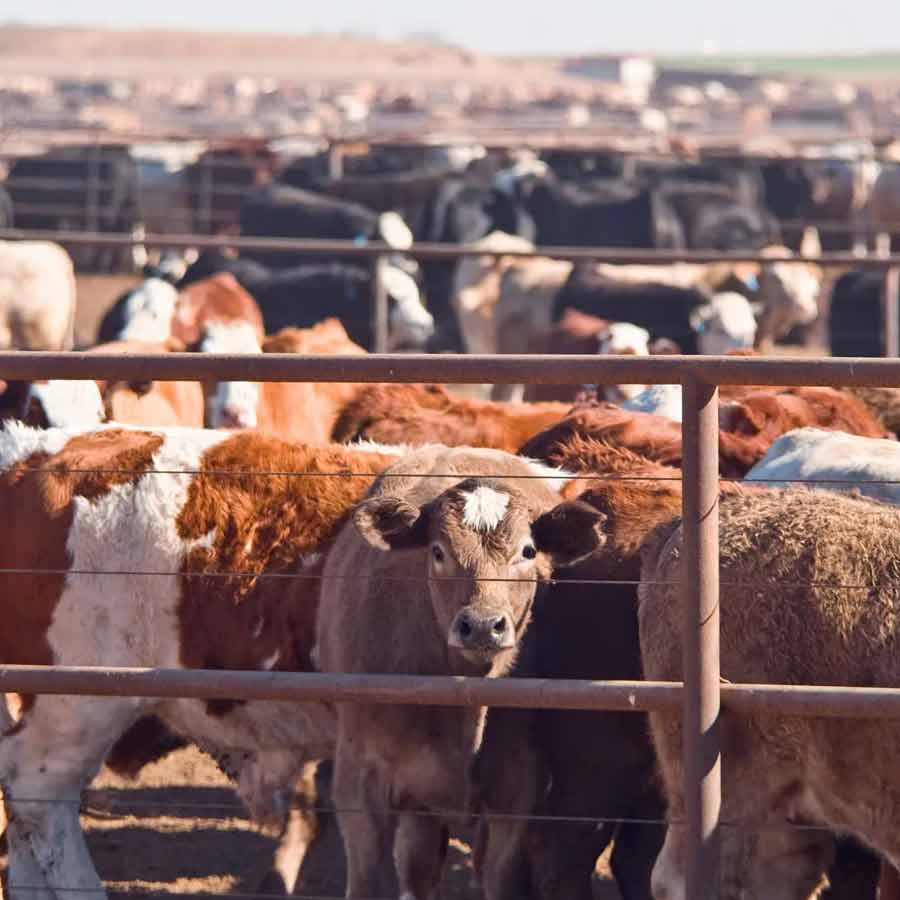 ১৯৯১ সালের ঘটনা। স্ত্রী এবং সন্তানের সঙ্গে থাকতেন রোমানিয়ার বাসিন্দা ভেজ়িলে গর্গো। পেশায় পশুপালক ছিলেন ভেজ়িলে। ব্যবসায় মন পড়ে থাকত তাঁর। ষাটের গণ্ডি পেরিয়ে যাওয়ার পরেও ব্যবসার যাবতীয় কাজ একা হাতে সামলাতেন তিনি।