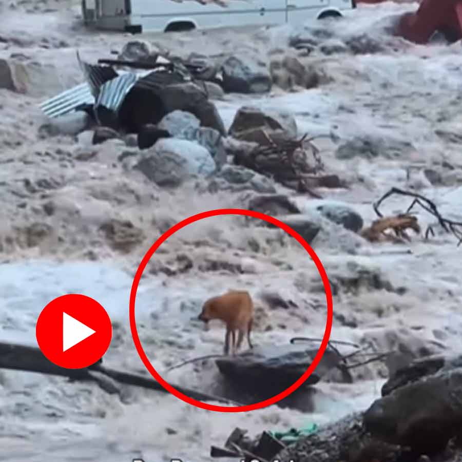 Video of dog struggling to survive in flooded river in Manali goes viral dgtl