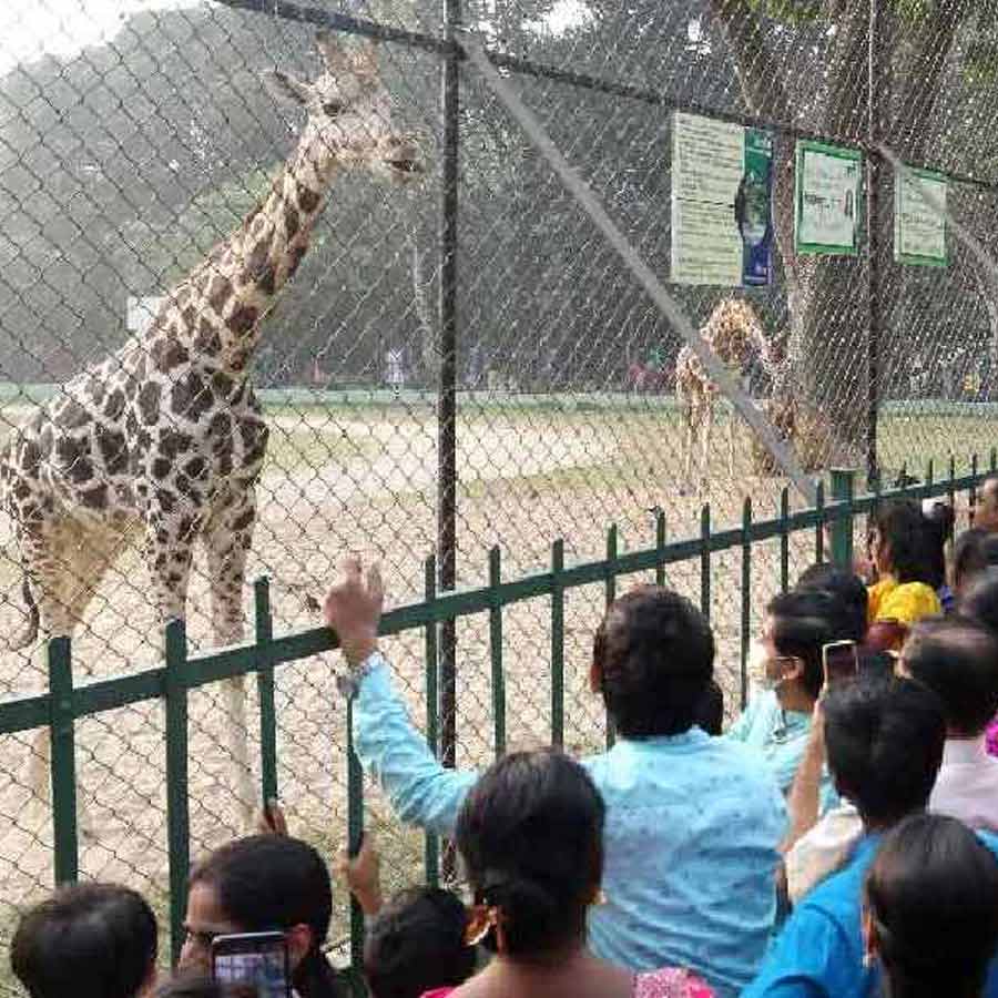 The investigation report on the alleged disappearance of animals from the zoo has been submitted to the Forest Department