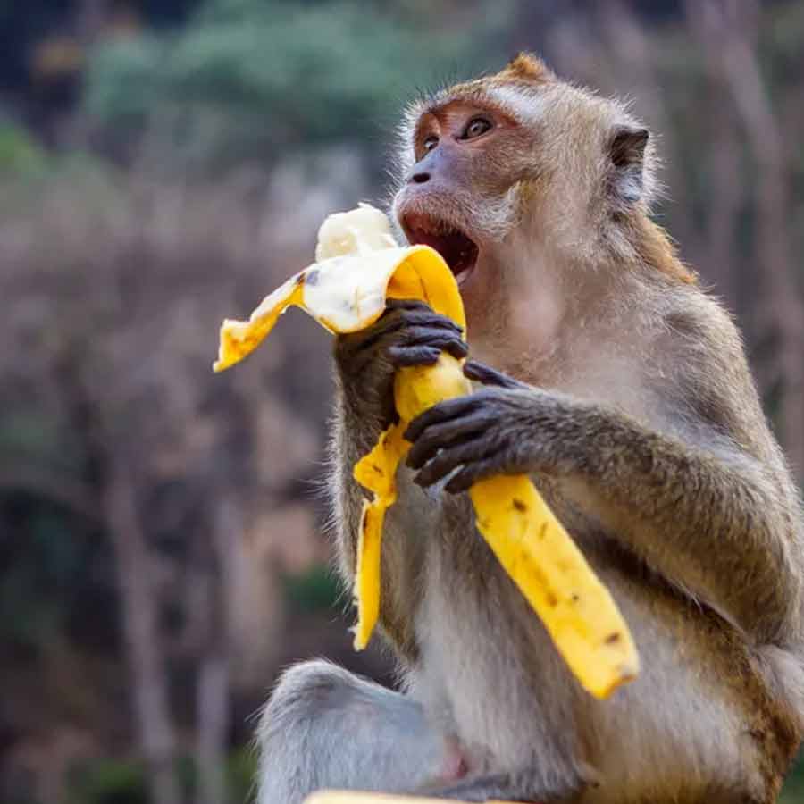 Feeding monkeys will result in a fine of Rs 5,000, new rules in Darjeeling dgtld