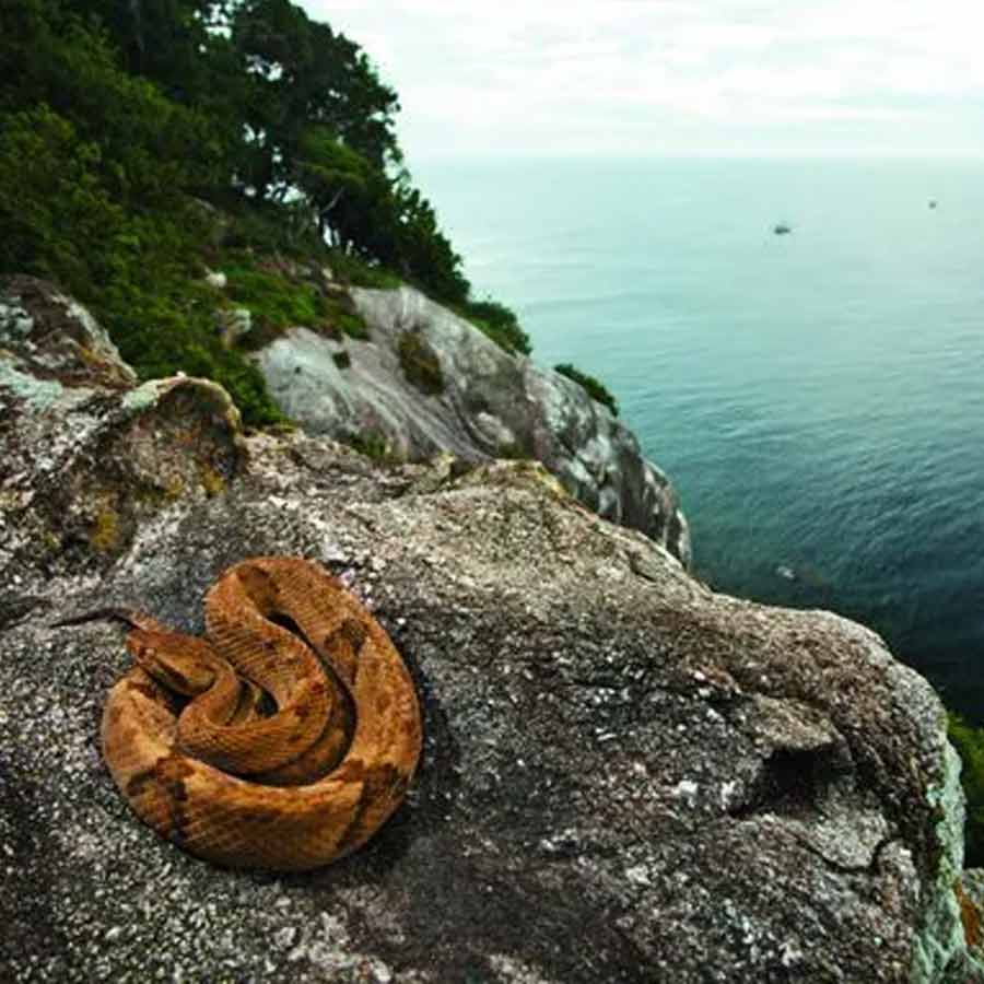 Snake Island 