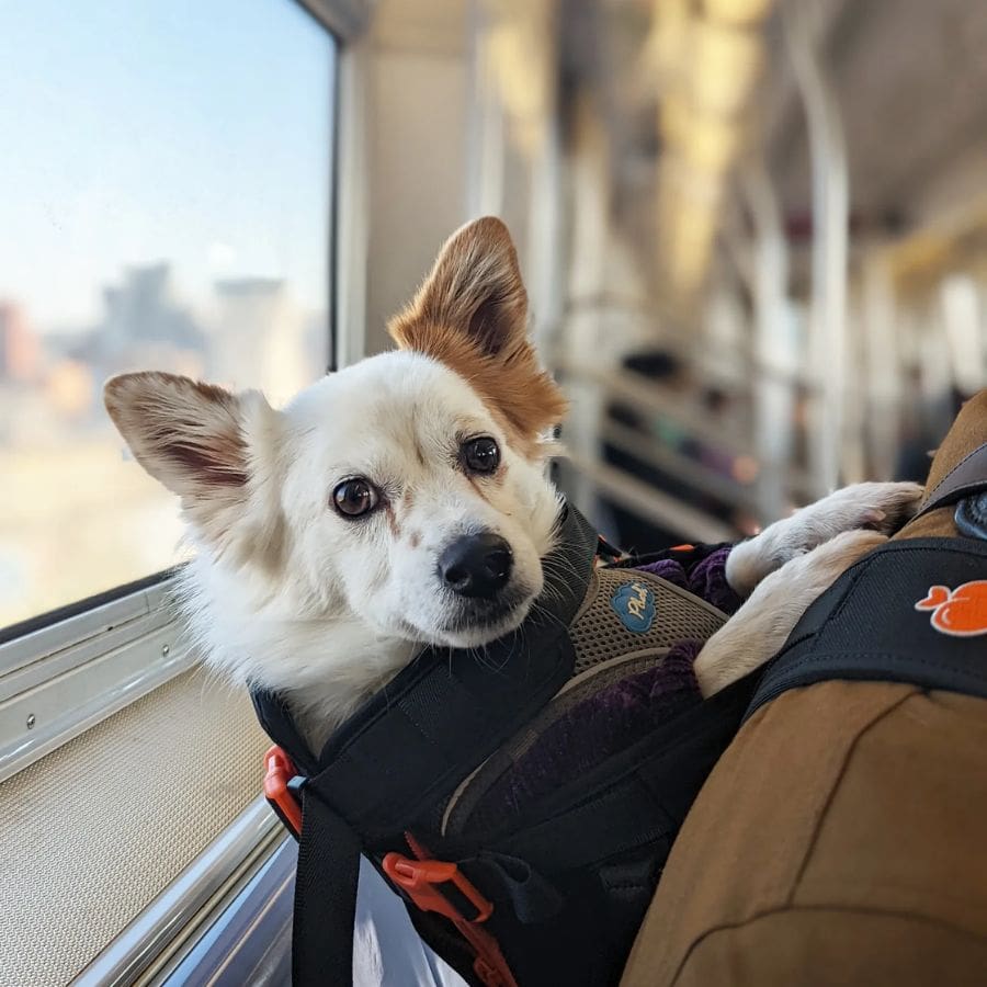 তবে এই যাত্রা শুরুর আগে এবং চলাকালীন কিছু গুরুত্বপূর্ণ নিয়ম ও বিষয় মাথায় রাখা জরুরি।