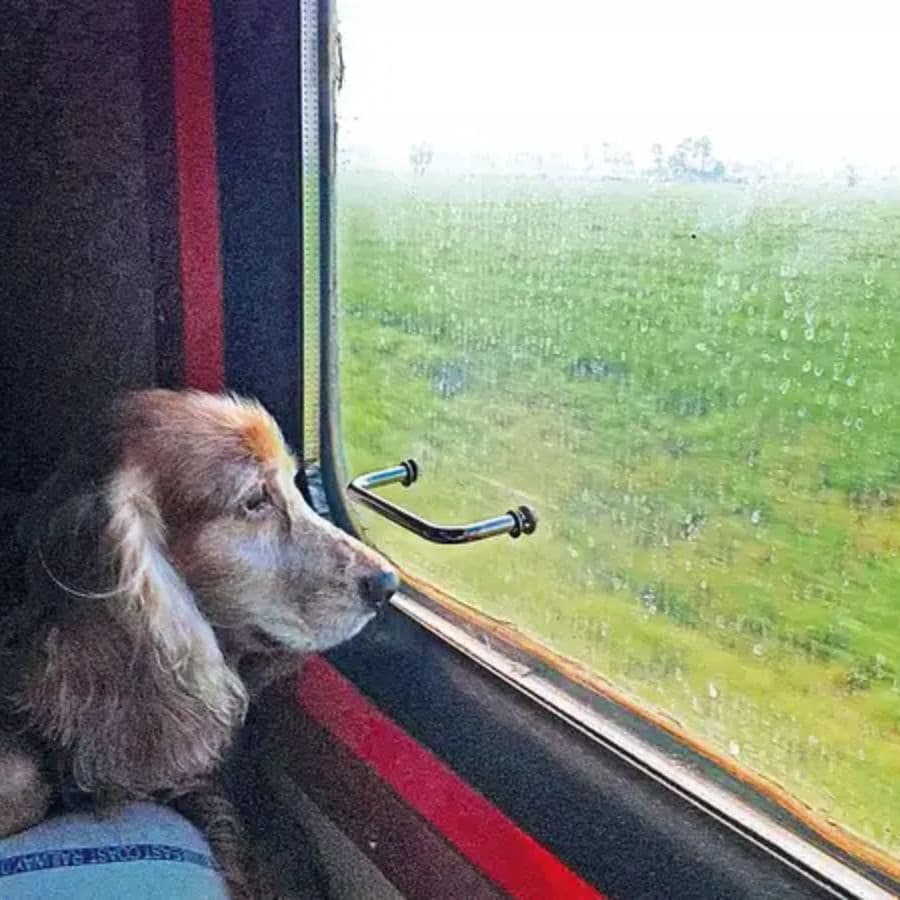 ১. কী ভাবে টিকিট কাটবেন? ফার্স্ট ক্লাস কামরা: পোষ্যকে নিয়ে যাওয়ার জন্য আপনাকে ফার্স্ট ক্লাস এসি অথবা ফার্স্ট ক্লাস কামরায় ভ্রমণ করতে হবে। এই দুটি শ্রেণির কামরায় একটি আলাদা কুপ বা কেবিন বুক করতে হয়, যাতে আপনি এবং আপনার পোষ্য অন্য যাত্রীদের থেকে বিচ্ছিন্ন থাকতে পারেন।