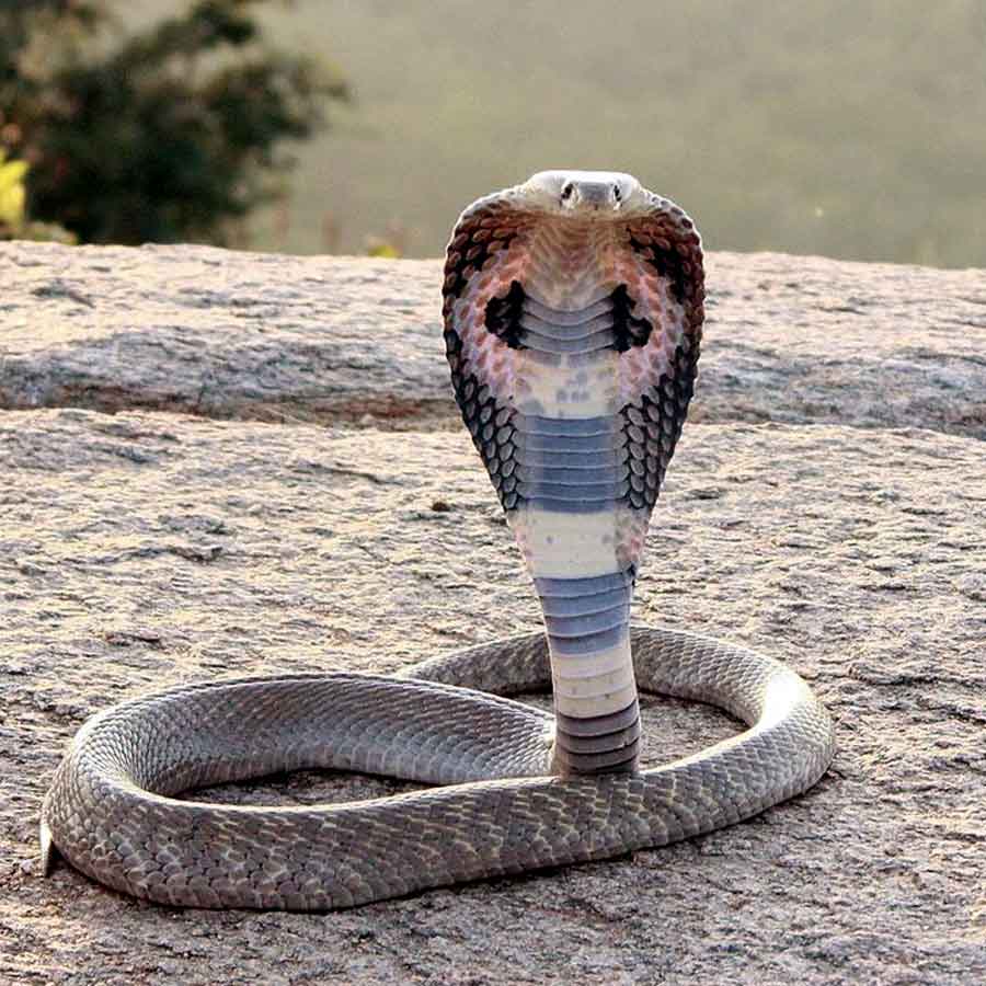 Girls from Uttar Pradesh claims a snake bites her 13th times in 40 days