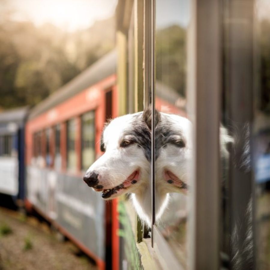 IRCTC guidelines for carrying your pet on a train dgtl