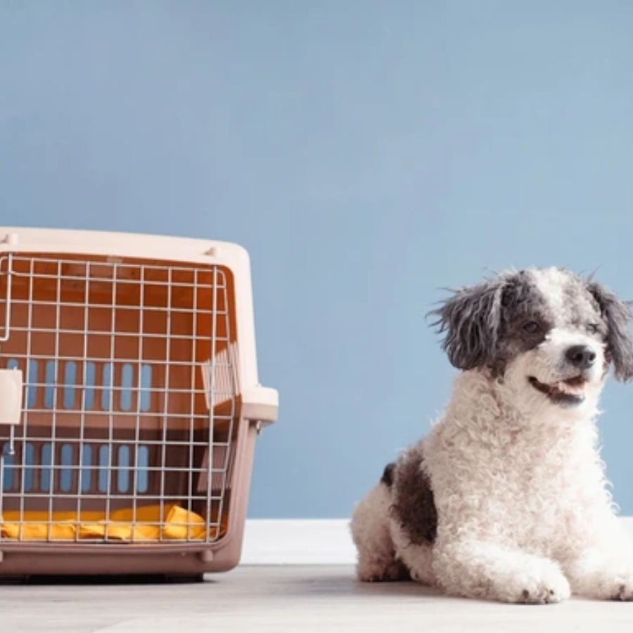 সঠিক ব্যবস্থা: পোষ্যকে সঙ্গে নিয়ে যাওয়ার জন্য একটি ভাল মানের কেরিয়ার বা খাঁচা সঙ্গে নিন। এটি যথেষ্ট মজবুত হওয়া উচিত যাতে আপনার পোষ্য নিরাপদে থাকে।