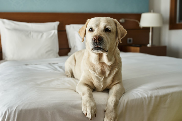  উপযুক্ত বাসস্থান: যে হোটেলে বা রিসর্টে থাকতে যাচ্ছেন, সেখানে পোষ্য রাখার অনুমতি আছে কি না, তা আগে থেকে জেনে নিন। অনেক হোটেলে পোষ্যদের জন্য আলাদা নিয়ম বা চার্জ থাকে।