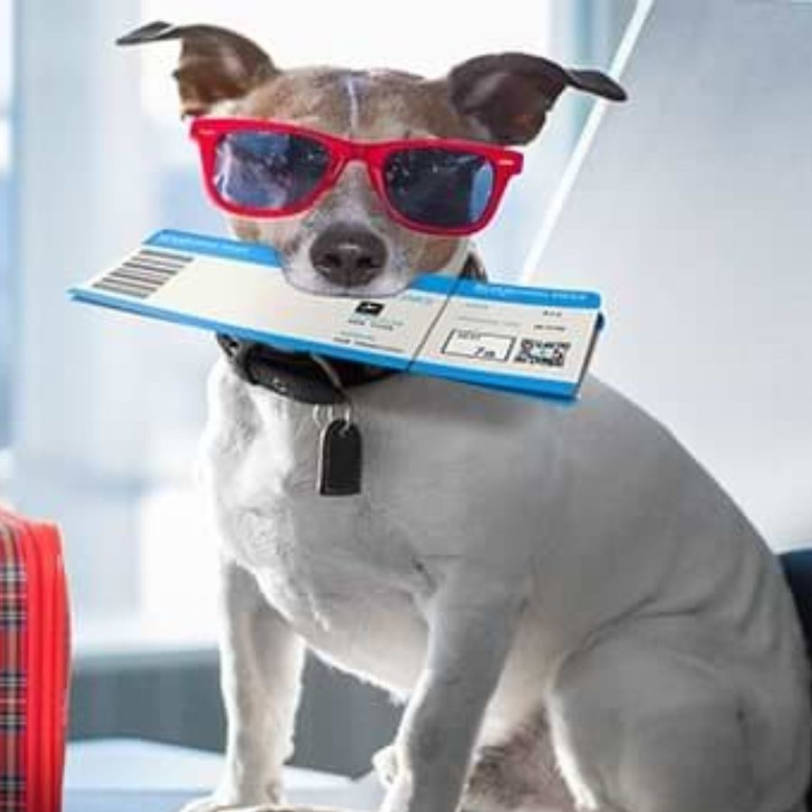 টিকিট বুকিং: পোষ্যের জন্য আলাদা করে টিকিট কাটতে হয়, যা সাধারণত লাগেজ চার্জ হিসেবে গণ্য করা হয়। এই চার্জ রেলের নিয়ম অনুযায়ী নির্ধারিত হয়।