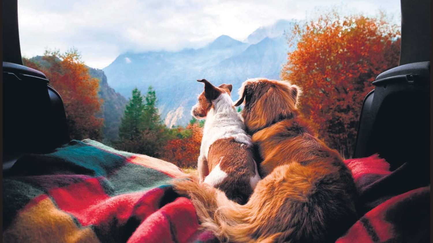 ধৈর্য্য ধরুন: নতুন পরিবেশে পোষ্য কিছুটা অস্থির হতে পারে। তাই এই সময় ধৈর্য ধরে তার সঙ্গে থাকুন। তাকে আশ্বস্ত করুন এবং তার প্রয়োজনমতো যত্ন নিন।  (এই প্রতিবেদনটি ‘আনন্দ উৎসব’ ফিচারের একটি অংশ)।