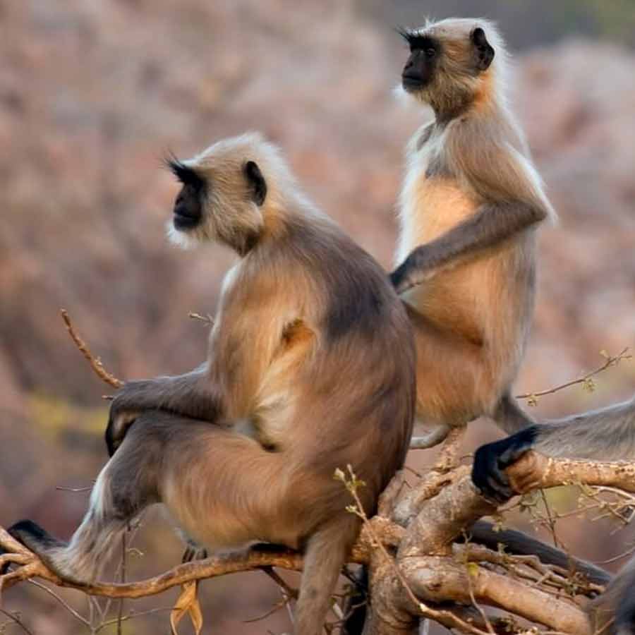 trace of a rare species of monkey smuggled from Thailand to Kolkata has not been found