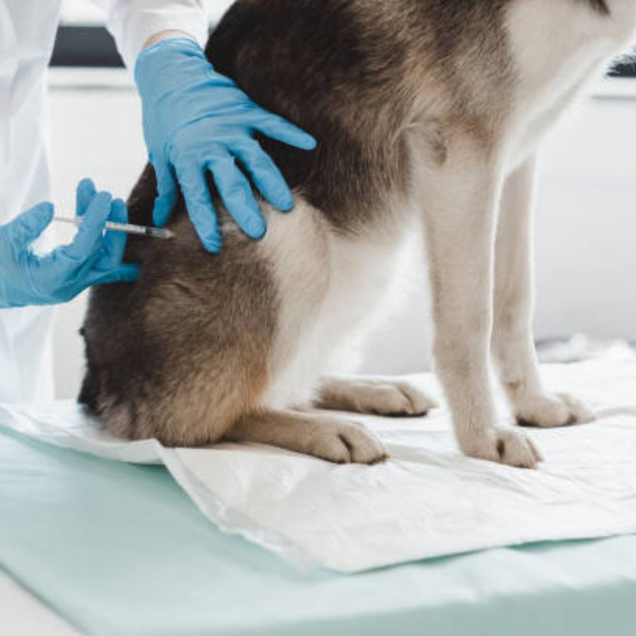 ২. ভ্রমণের সময় মাথায় রাখার বিষয় স্বাস্থ্য: ভ্রমণের আগে আপনার পোষ্যের স্বাস্থ্য পরীক্ষা করিয়ে নিন এবং তার স্বাস্থ্য সংক্রান্ত সব প্রয়োজনীয় কাগজপত্র সঙ্গে রাখুন।