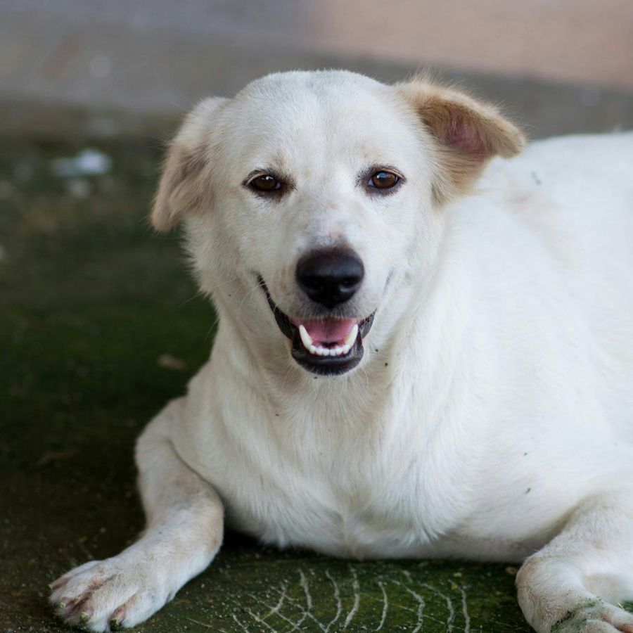 অনুমতি: ভ্রমণের আগে রেল কর্তৃপক্ষের কাছে একটি লিখিত আবেদন করতে হয়। এই আবেদনে আপনার পোষ্যের নাম, বয়স এবং কোন কামরায় আপনি তাকে নিয়ে যেতে চান, সেই সংক্রান্ত বিস্তারিত তথ্য জানাতে হবে। রেলওয়ে বোর্ডের অনুমতি পেলেই আপনি টিকিট বুক করতে পারবেন।