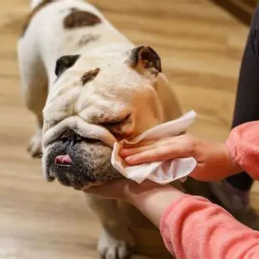 পরিচ্ছন্নতা: ভ্রমণের সময় পোষ্যের বর্জ্য পরিষ্কার করার জন্য প্রয়োজনীয় জিনিসপত্র যেমন প্লাস্টিকের ব্যাগ, স্যানিটাইজার ইত্যাদি সঙ্গে রাখুন।  (এই প্রতিবেদনটি ‘আনন্দ উৎসব’ ফিচারের একটি অংশ)।