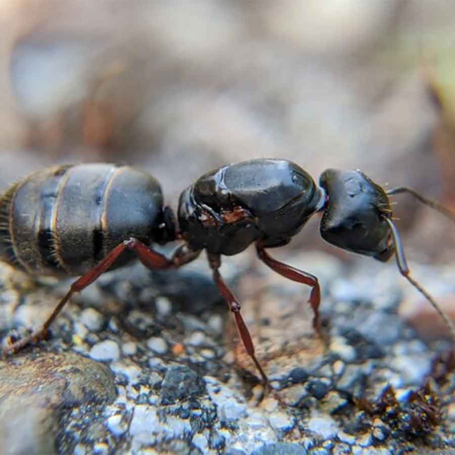 Queen ant 'clones' itself and gives birth to male ants