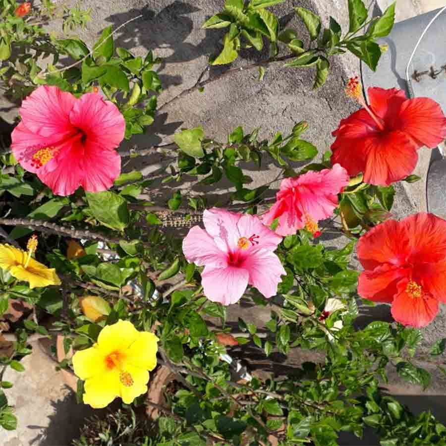 Grafting to grow different fruits and plants in your garden