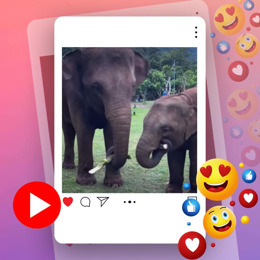 Video of mother elephant breaking sugarcane and sharing with its baby dgtl