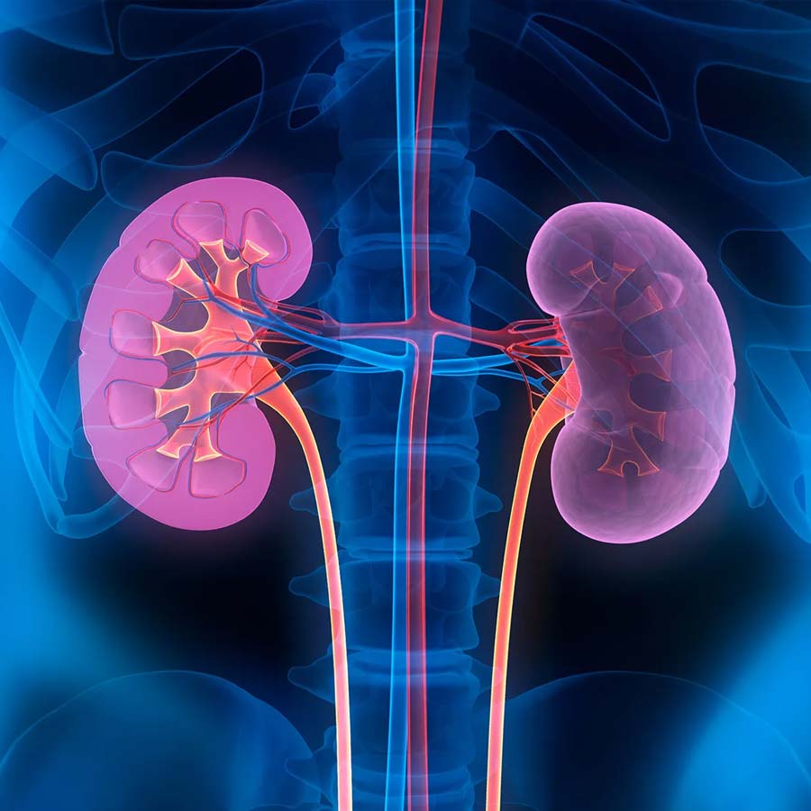 Russian President Vladimir Putin may get immortality through organ transplantation