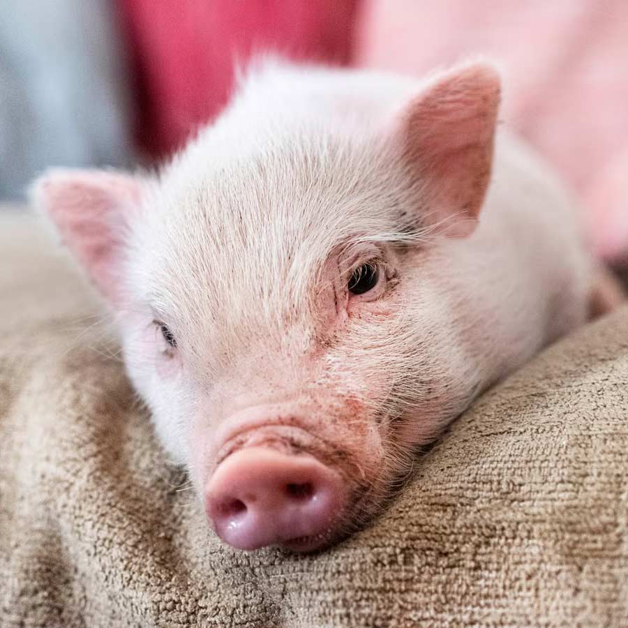 Russian President Vladimir Putin may get immortality through organ transplantation