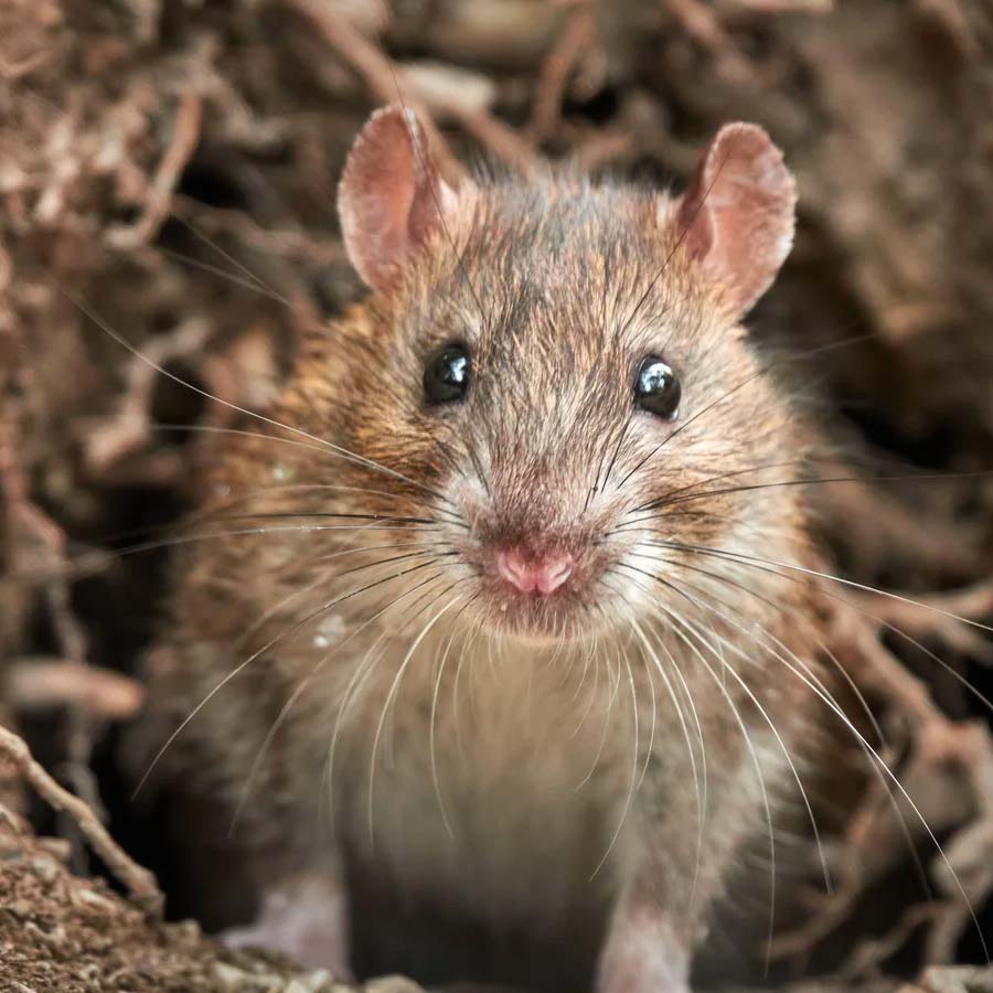 Russian President Vladimir Putin may get immortality through organ transplantation