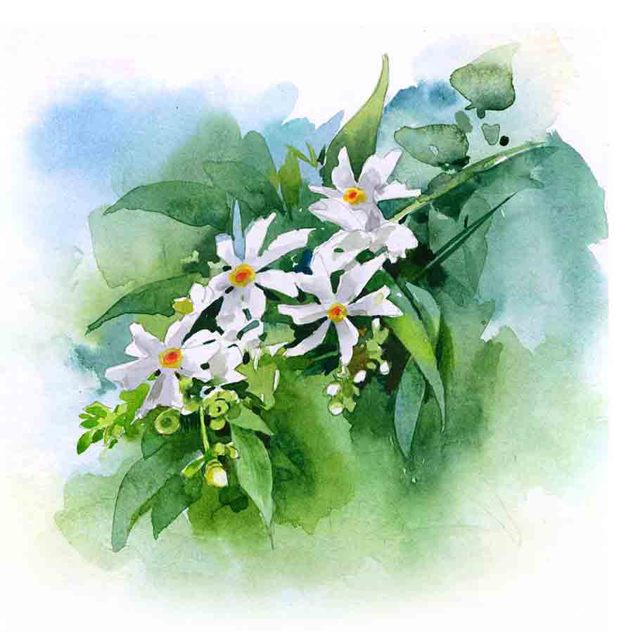 Wide variety of usage of Night Jasmine or 'Flower of Sorrow'