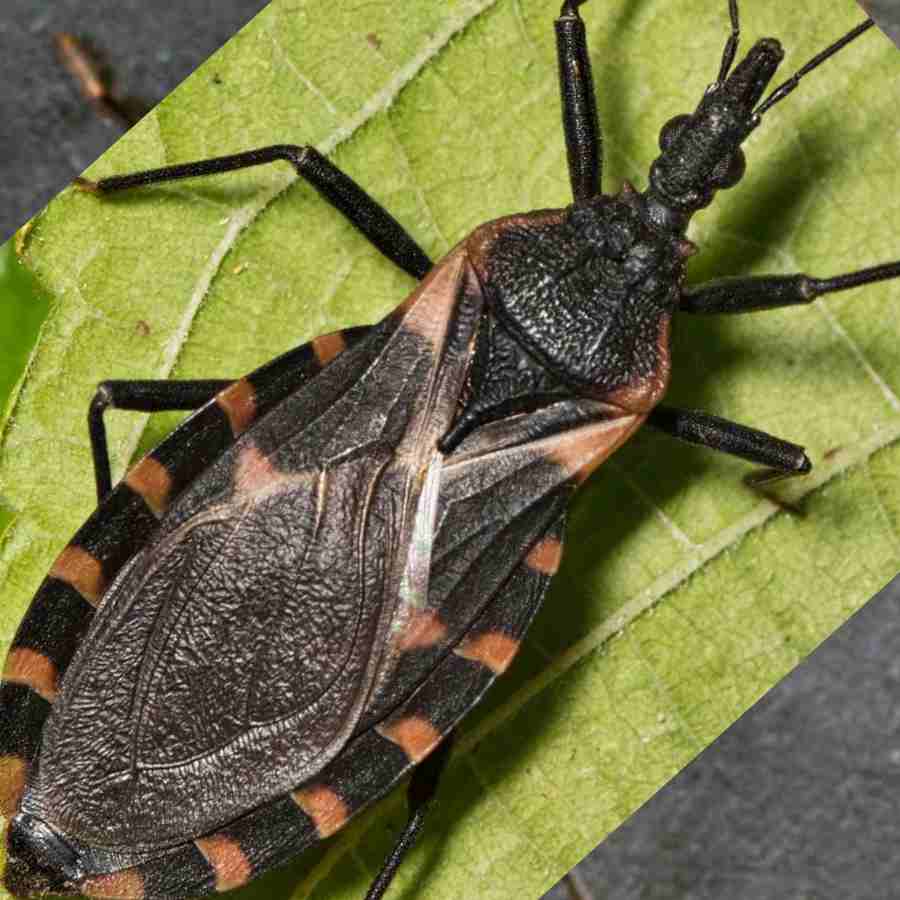 Deadly kissing Bug spreading in different states of US, what are the symptoms of the disease